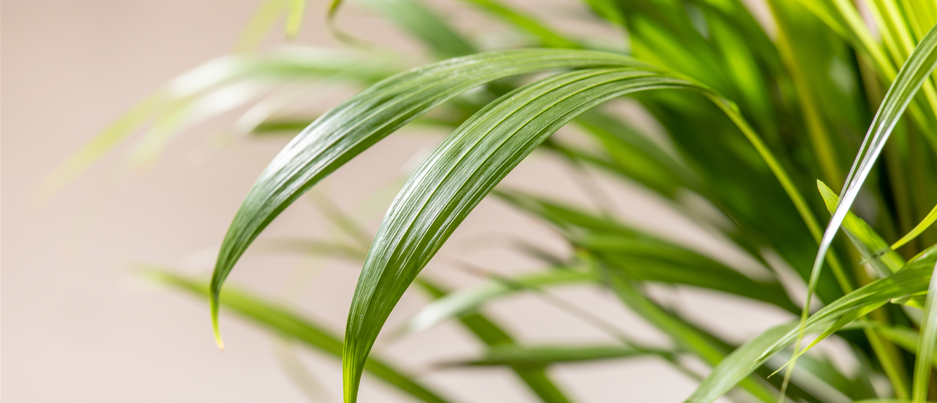 Herzlich willkommen bei Fleur Garten